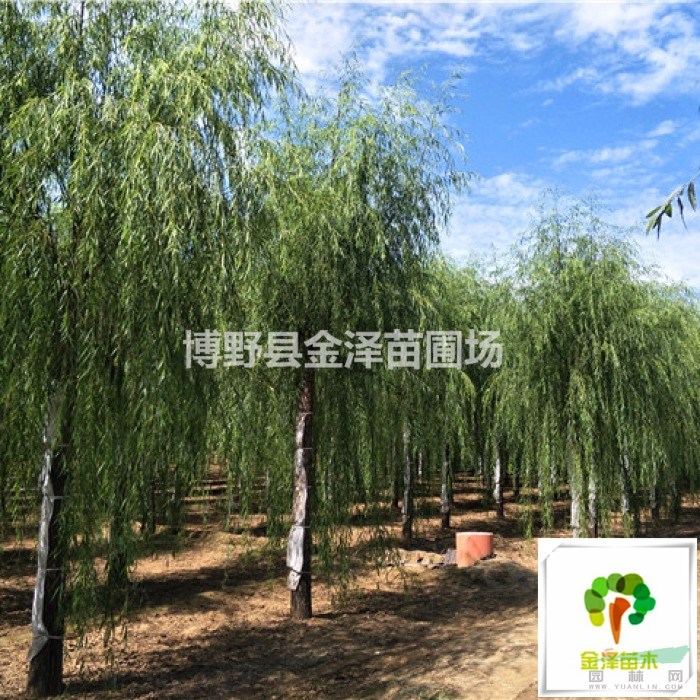河北垂柳樹-河北18公分垂柳價格.（在線詳詢）