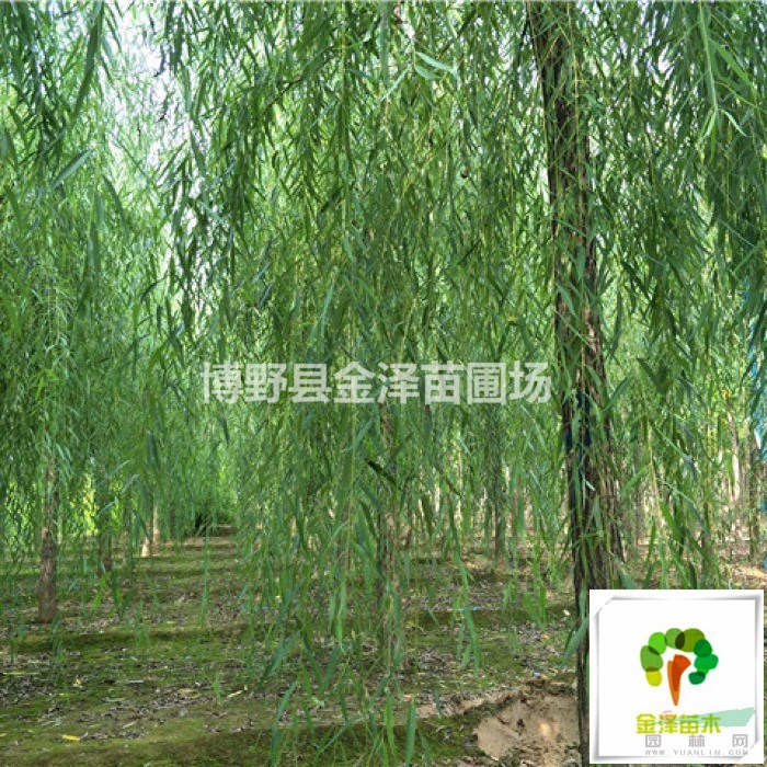 河北垂柳樹-河北18公分垂柳價格.（在線詳詢）