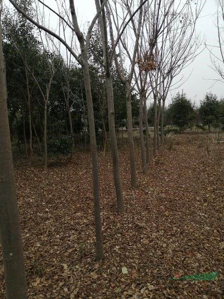 欒樹(shù)