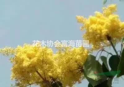 供应 .黄金丁香