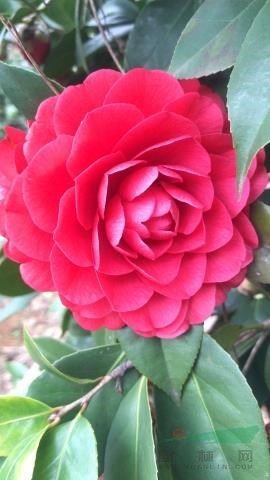 茶花大杯
