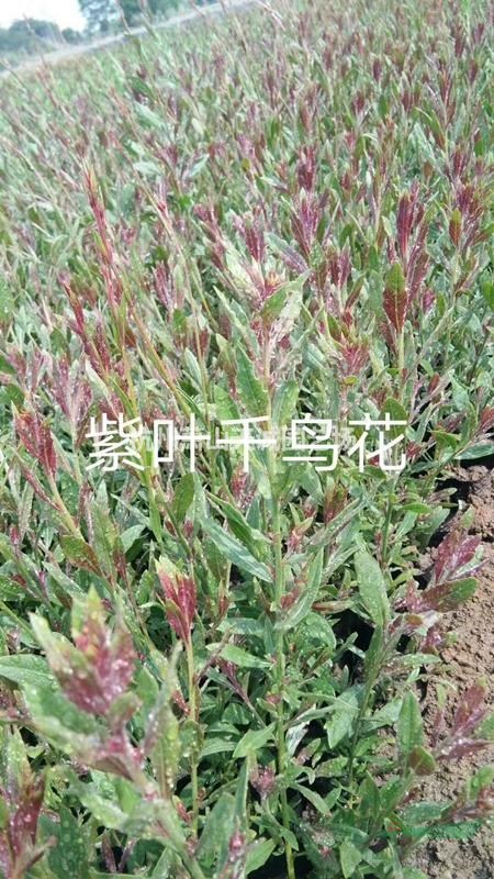 大量供應(yīng)千鳥花/山桃草、紫葉千鳥花