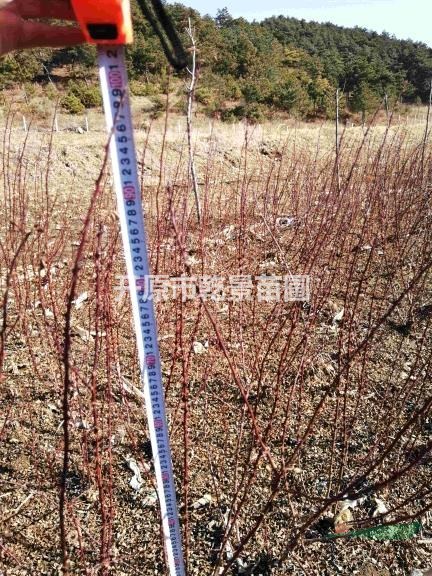 黃刺玫，重瓣黃刺梅