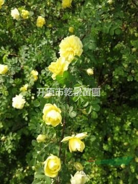 黃刺玫，重瓣黃刺梅