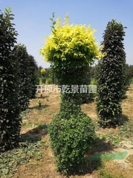 造型金葉榆花瓶