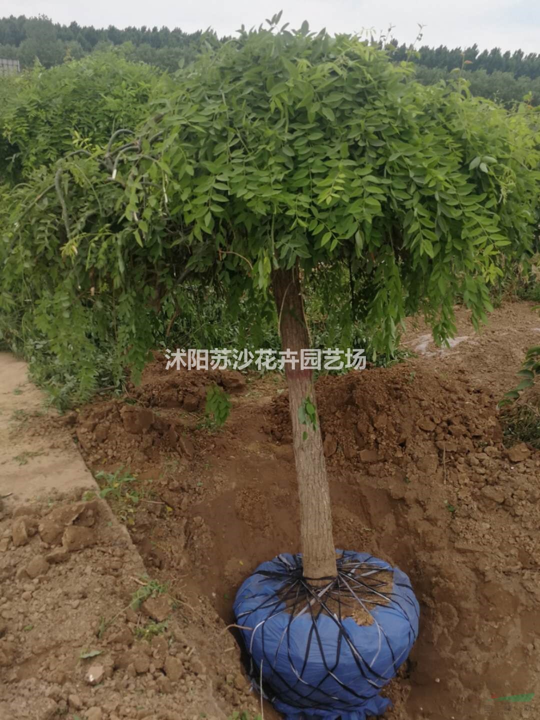 垂槐   龍抓槐