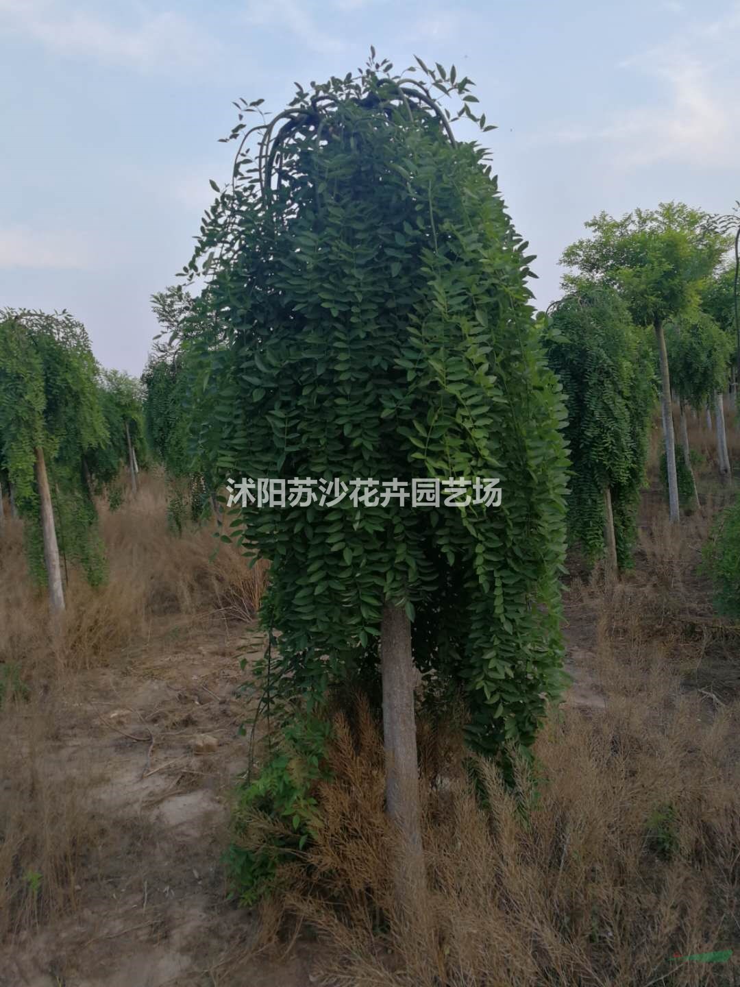 垂槐   龍抓槐