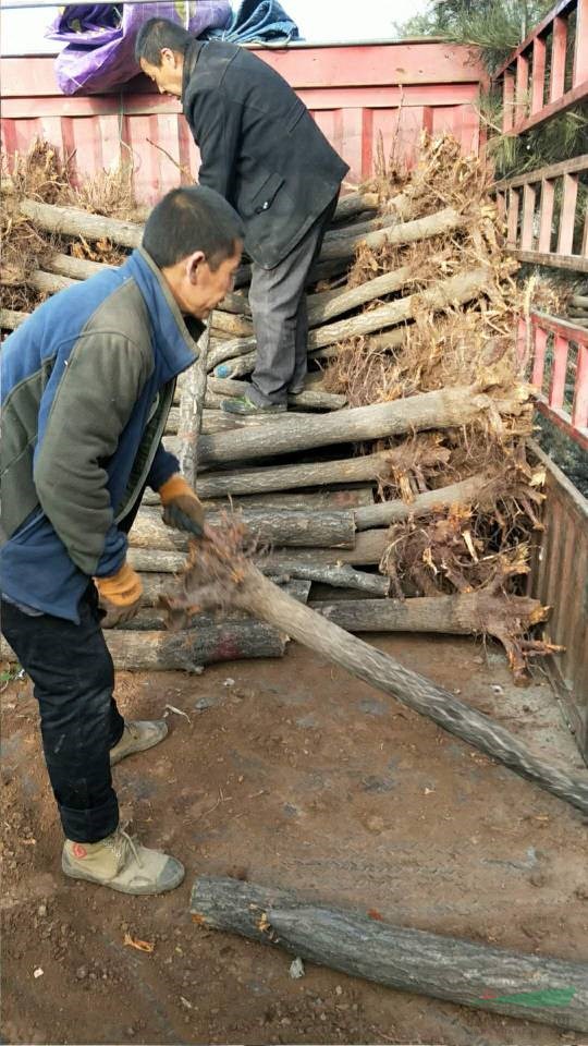 供應(yīng)各種規(guī)格杏樹，山西杏子樹行情，迅速裝車現(xiàn)場迅速基地實拍