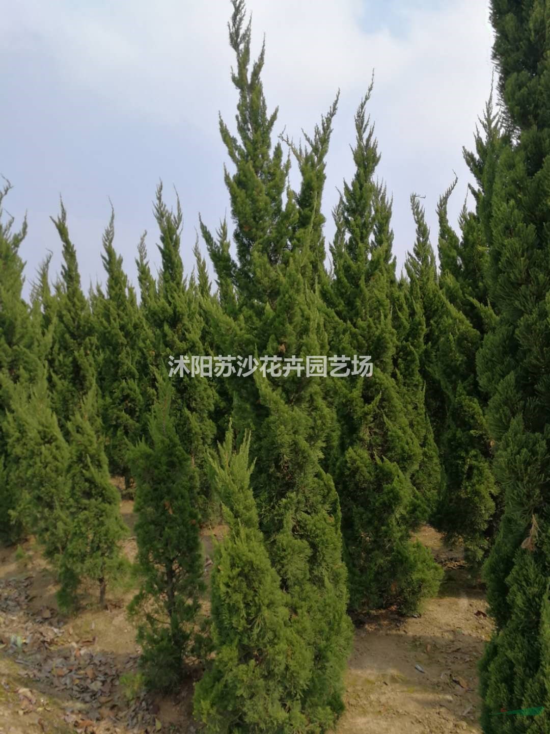 供應(yīng)4米---5.5米高龍柏樹(shù)，價(jià)格80元----260元