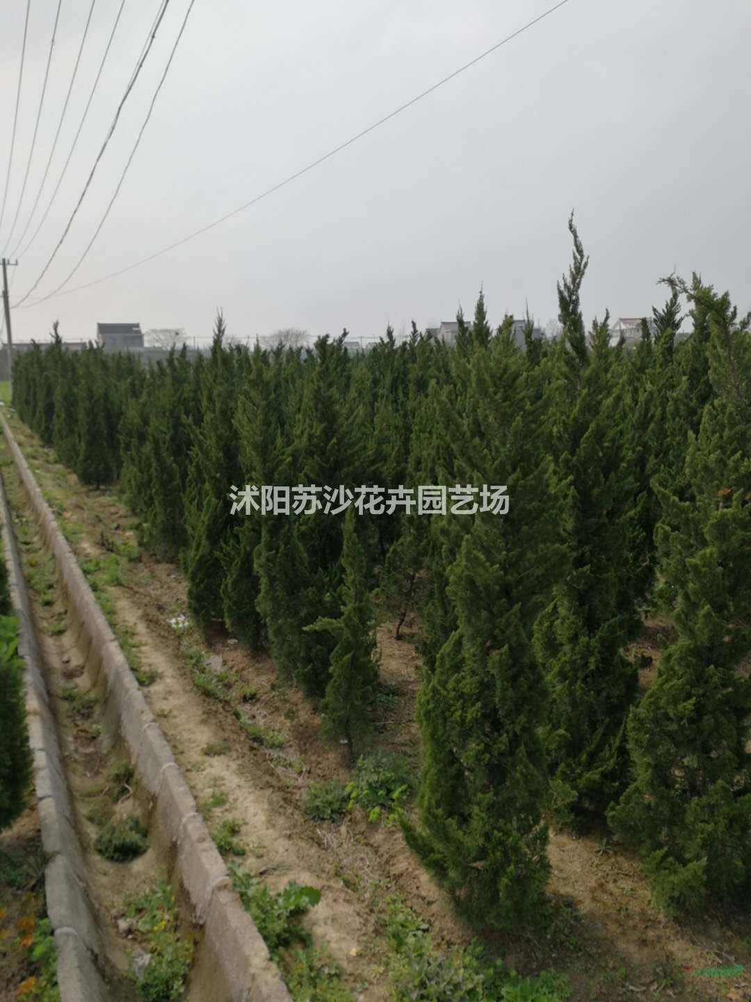 供應(yīng)4米---5.5米高龍柏樹(shù)，價(jià)格80元----260元