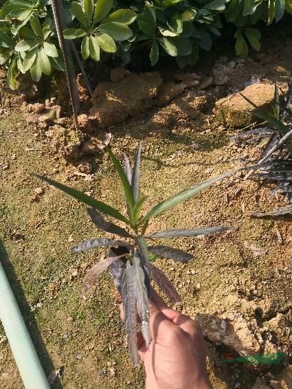 翠蘆莉