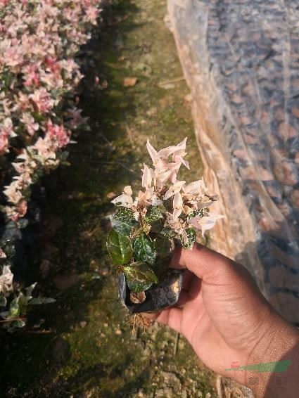 花葉絡石