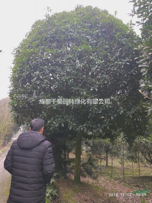 陜西桂花基地供應(yīng)，14公分15公分桂花多少錢一棵