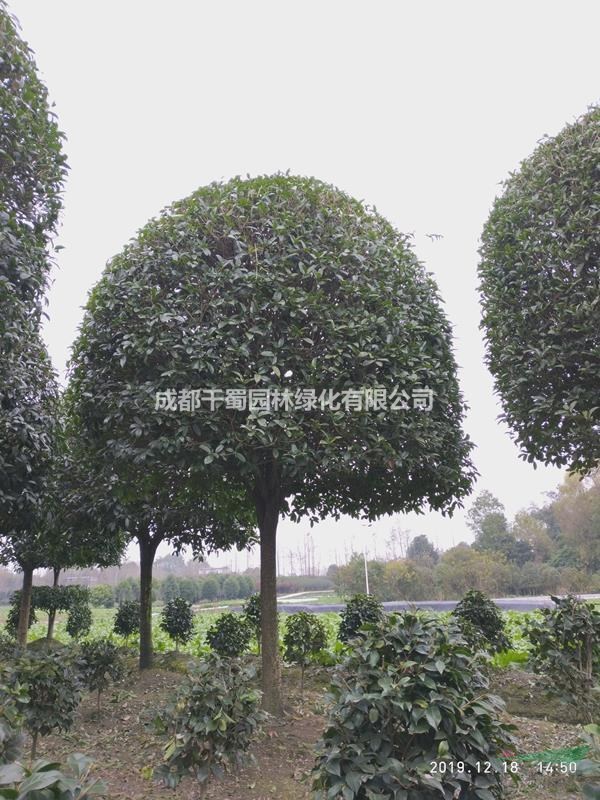 陜西桂花基地供應(yīng)，14公分15公分桂花多少錢一棵