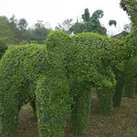 小葉女貞造型基地供應，植物造型 ，動物造型仿真供應