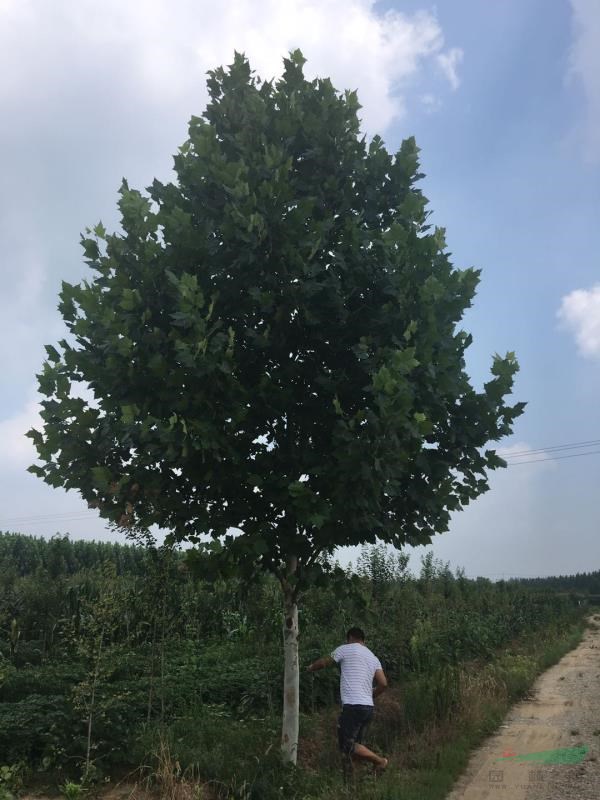銀杏.國槐.合歡.美國紅楓.石榴.法桐.櫻花