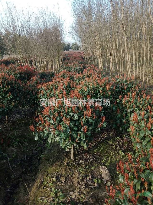 紅葉石楠球