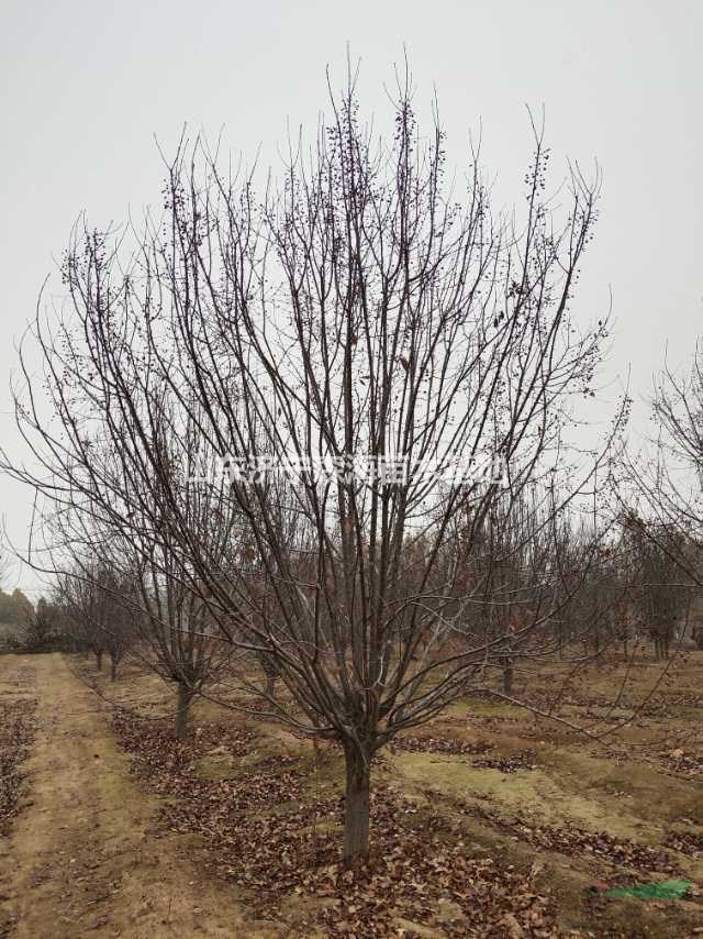 海棠處理  山東海棠 精品海棠