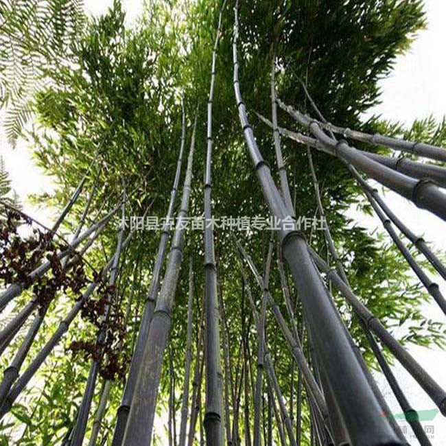 江蘇紫竹多少錢一棵 道路綠化 紫竹量大優(yōu)惠