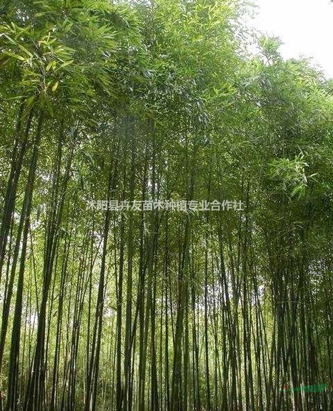 優(yōu)質(zhì)黃槽竹小苗 黃槽竹基地直銷 價格優(yōu)惠