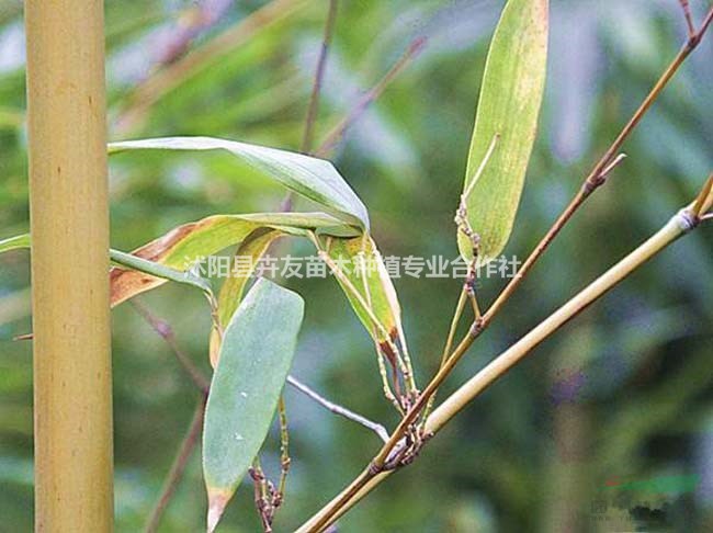 優(yōu)質(zhì)黃槽竹小苗 黃槽竹基地直銷 價格優(yōu)惠