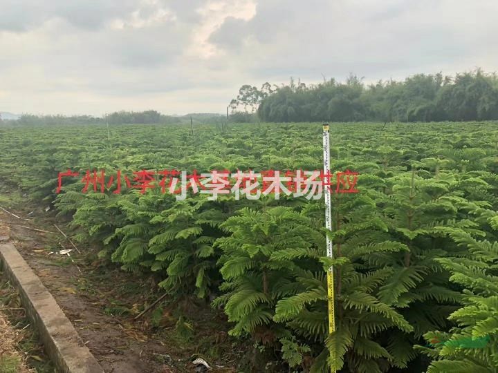 南洋杉廣州佛山基地直銷供應(yīng)