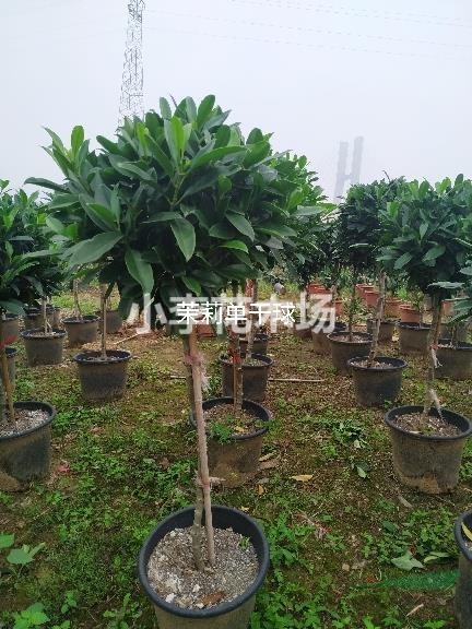 高干茉莉造型球廣州佛山基地直銷
