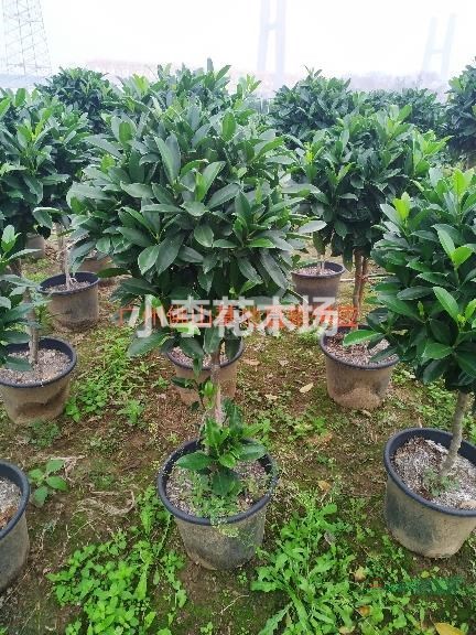 高干茉莉造型球廣州佛山基地直銷