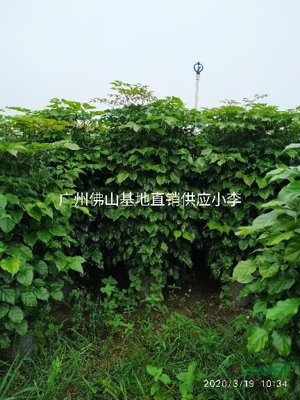 綠寶