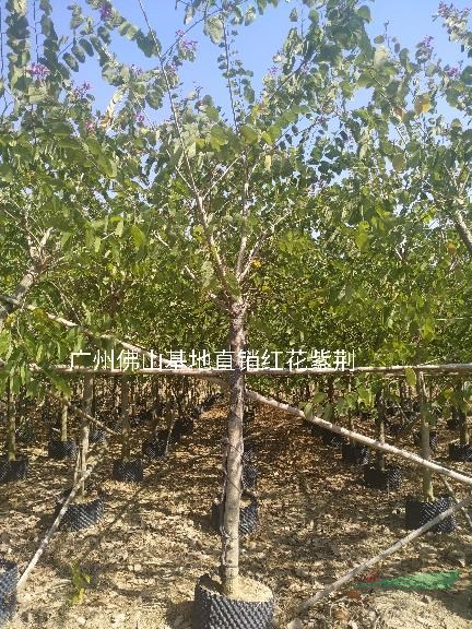 紅花紫荊廣州佛山基地直銷供應(yīng)小李便宜處理