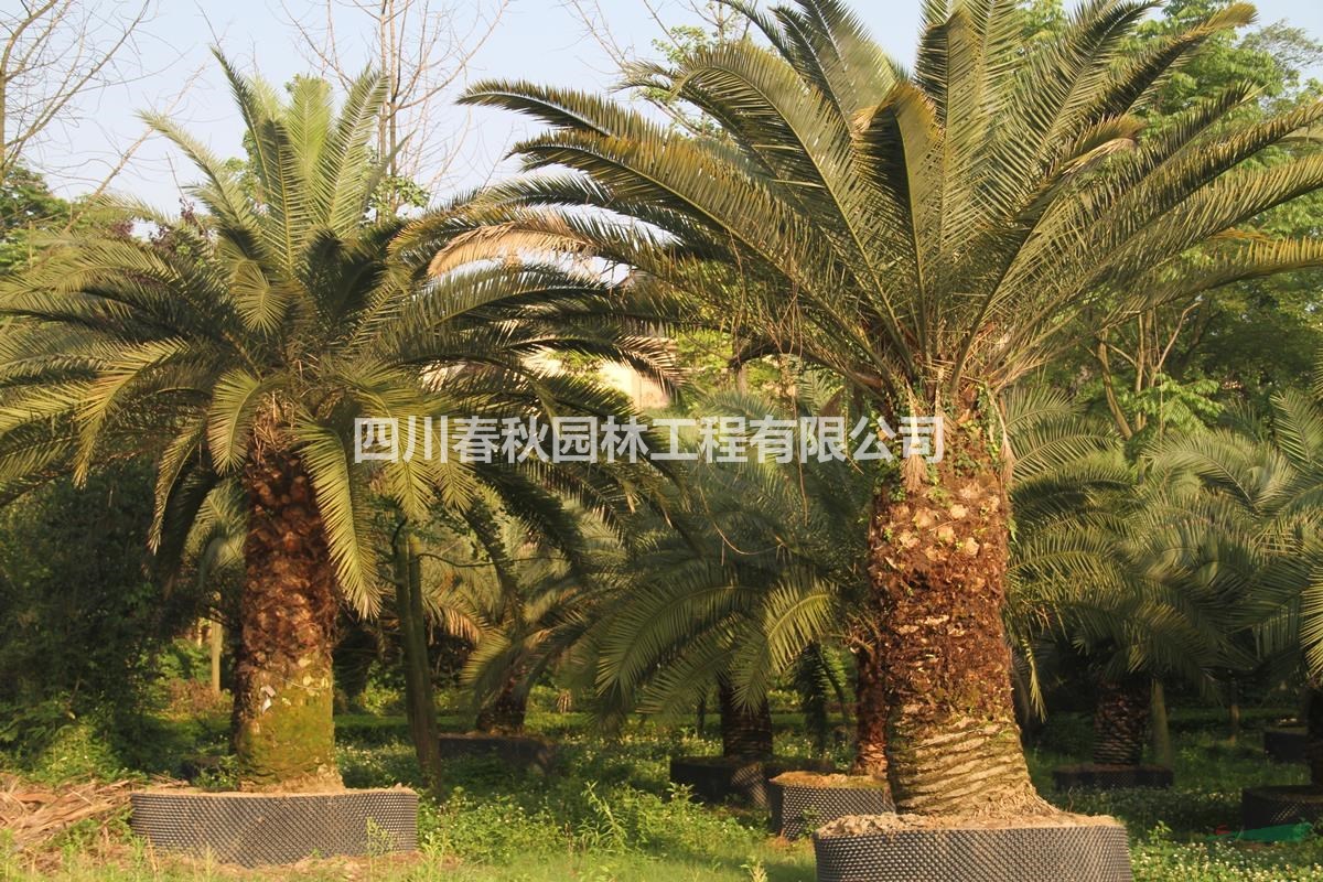 棕櫚低價(jià)出售