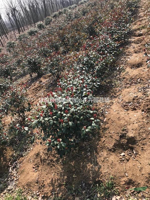 紅葉石楠球 沙地柏   法國冬青  紅花繼木球   紅葉石楠