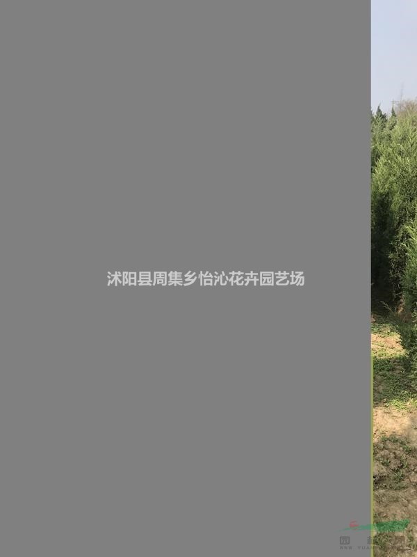 檜柏 北京檜柏 白蠟 垂柳 紅葉李 紅葉石楠球 青葉碧桃