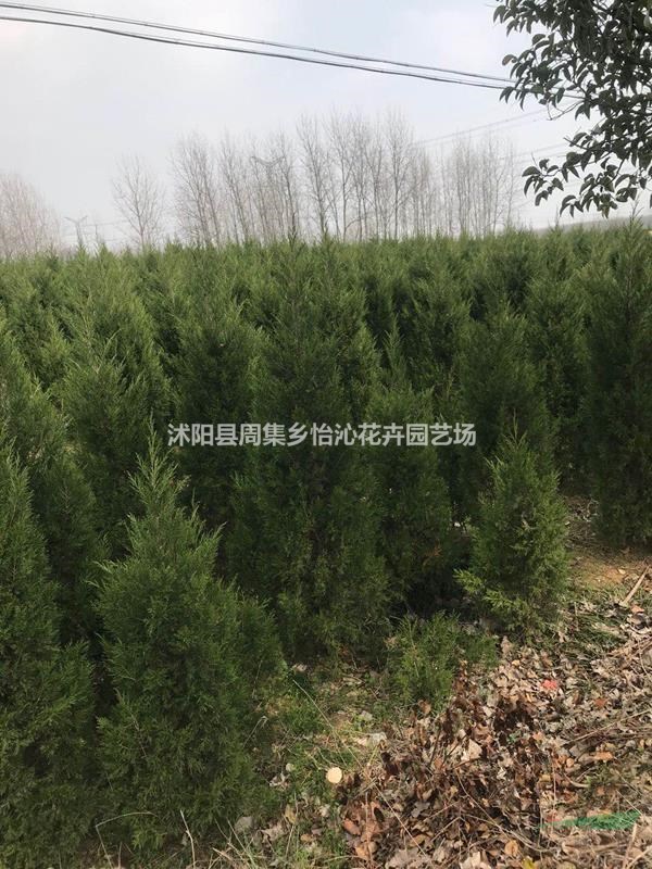 檜柏 北京檜柏 白蠟 垂柳 紅葉李 紅葉石楠球 青葉碧桃