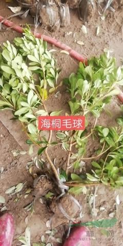 江苏海桐苗海桐球批发海桐基地