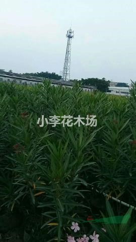 夾竹桃