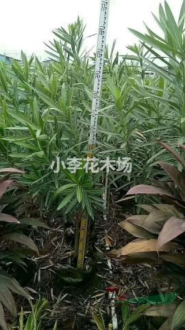 夾竹桃