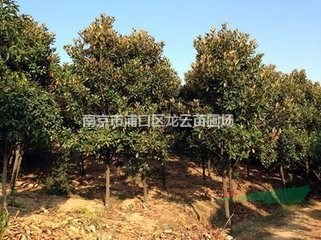 精品南京14公分廣玉蘭價格 南京廣玉蘭基地