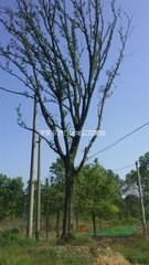 長期提供25公分全冠小葉樸樹價(jià)格 南京產(chǎn)地