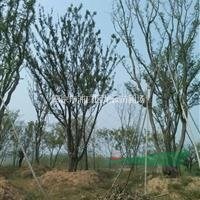 長期提供25公分全冠小葉樸樹價(jià)格 南京產(chǎn)地