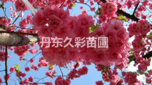 日本樱花哪个产地好/去哪里能买到既便宜质量又好的树苗