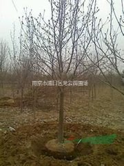 長期提供12公分，9公分 10公分白玉蘭價格 南京苗圃直銷