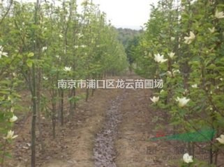 長期提供12公分，9公分 10公分白玉蘭價格 南京苗圃直銷
