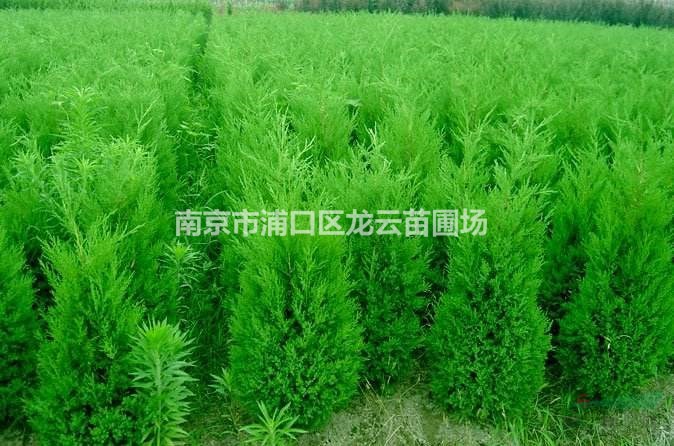 供應(yīng)苗圃1.6米蜀檜價(jià)格 2米蜀檜價(jià)格
