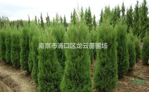 供應(yīng)苗圃1.6米蜀檜價(jià)格 2米蜀檜價(jià)格