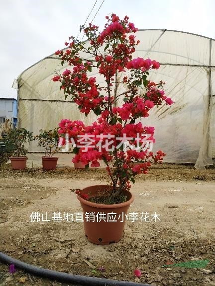 水紅三桷梅