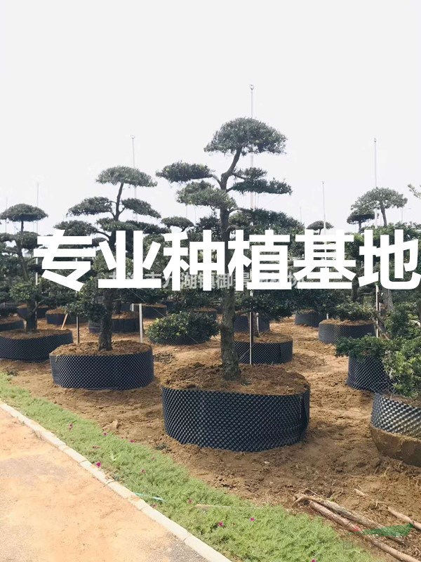 福建造型羅漢松樁景價(jià)格 羅漢松樹(shù)樁基地 羅漢松樁頭批發(fā)
