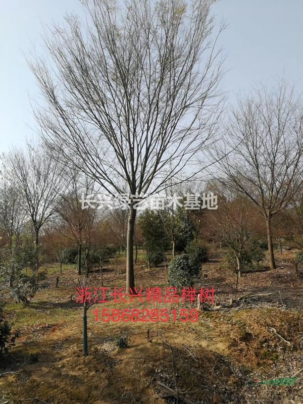 A浙江長(zhǎng)興精品櫸樹