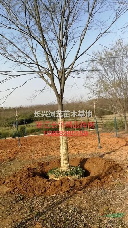 A浙江長(zhǎng)興精品櫸樹