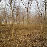 山東萊蕪大量供應(yīng)五角楓，7－12公分，桿直，茂園，量大